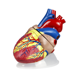 Jumbo Human Heart Model Plastic