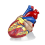 jumbo-human-heart-model-plastic jumbo-human-heart-model-plastic