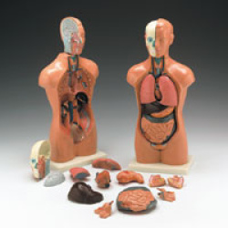 human-torso-model-malefemale-16quot-42-cm human-torso-model-malefemale-16quot-42-cm