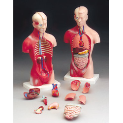 human-torso-model-male-10-quot human-torso-model-male-10-quot