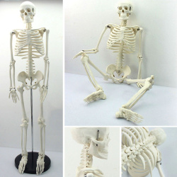model-skeleton-16quot-42cm model-skeleton-16quot-42cm