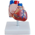 heart-model