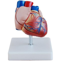 heart-model heart-model