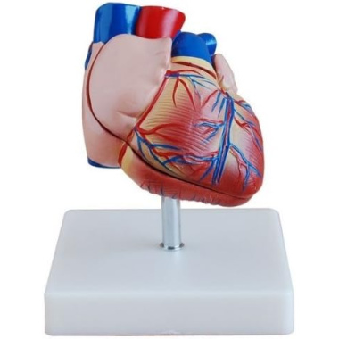 heart-model heart-model