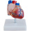 heart-model heart-model