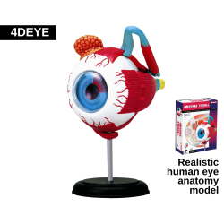 eye-model eye-model