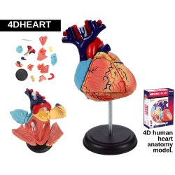 Heart Model