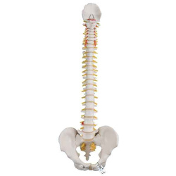 spine-anatomical-model spine-anatomical-model