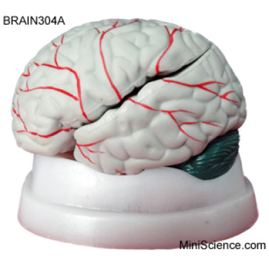 brain-model-with-colored-arteries-and-cerebellum