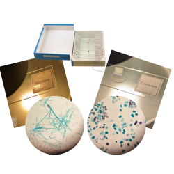 Microorganisms Set, Glass Prepared Slides