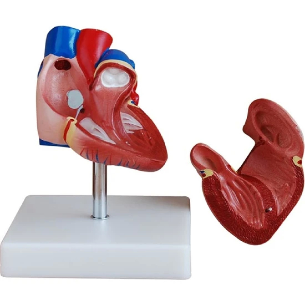 Heart Model