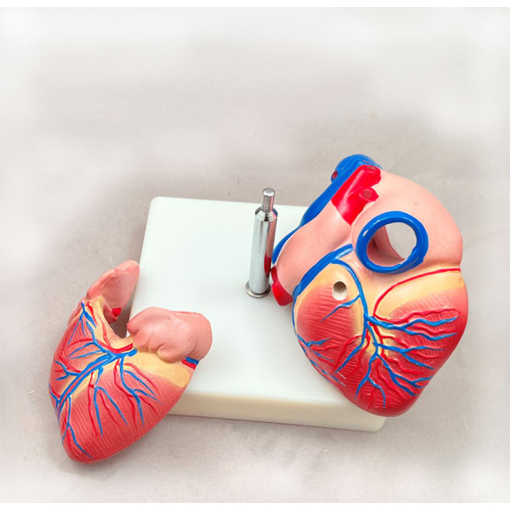 Heart Model