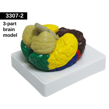 brain