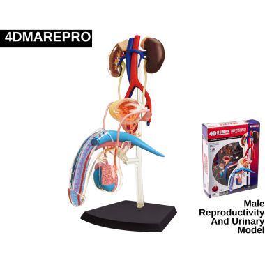 male-reproductivity-and-urinary-model