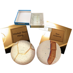 Insect Set, Glass Prepared Slides
