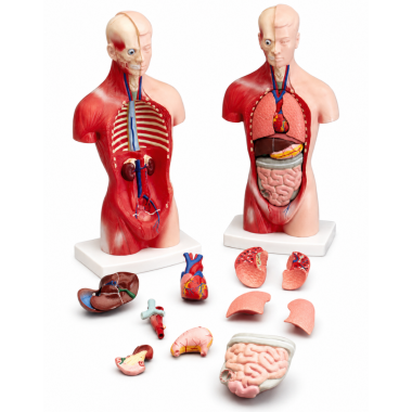 human-torso-model-male-10-quot