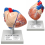 human-heart-anatomical-model-2-parts-hand-painted-with-numbered-structures