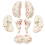 human-brain-anatomical-model-vintage-7-parts-with-blood-vessels