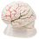 human-brain-anatomical-model-vintage-7-parts-with-blood-vessels