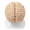 human-brain-anatomical-model-8-parts-vintage-with-internal-structures