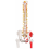 flexible-human-spine-anatomical-model-life-size