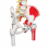 flexible-human-spine-anatomical-model-life-size