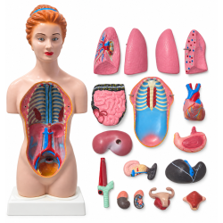 Female Human Torso Anatomical Model, 18 Inches.