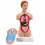 female-human-torso-anatomical-model-18-inches