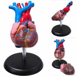 Human Heart Anatomical Model, Life Size, 2 Parts, Budget Edition