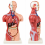 male-human-torso-anatomical-model-165-inches