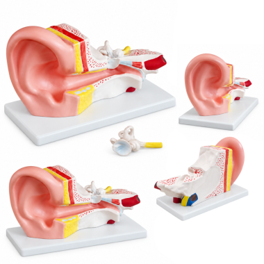 human-ear-anatomy-model-3x-enlarged-2-parts