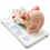 human-ear-anatomy-model-5x-enlarged-with-stand