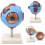 Human-Eye-Anatomy-Model-6x-Enlarged-Removable-Sections