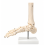Human-Foot-Skeleton-Model-Life-Size-with-Stand