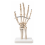 Human-Hand-Skeleton-Model-Life-Size-with-Stand