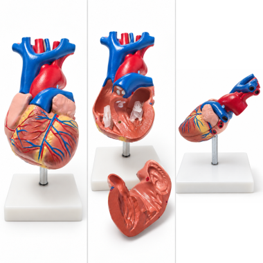 Human-Heart-Anatomy-Model-Life-Size-2-Parts-XC-307A