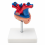 Human-Heart-Anatomy-Model-Life-Size-2-Parts-XC-307A