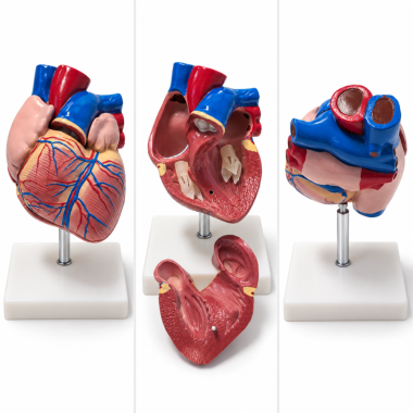 Human-Heart-Anatomy-Model-Life-Size-2-Parts-XC-307B