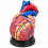 Human-Heart-Anatomy-Model-4x-Enlarged-3-Parts-XC-307C
