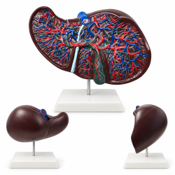 Human-Liver-Anatomy-Model-with-Blood-Vessels-and-Bile-Ducts