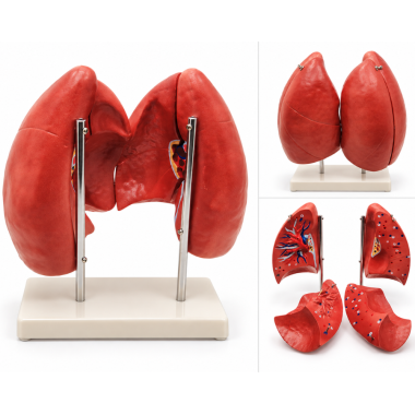 Human-Lung-Anatomy-Model-Life-Size-4-Parts