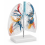 human-lung-anatomy-model-life-size-clear