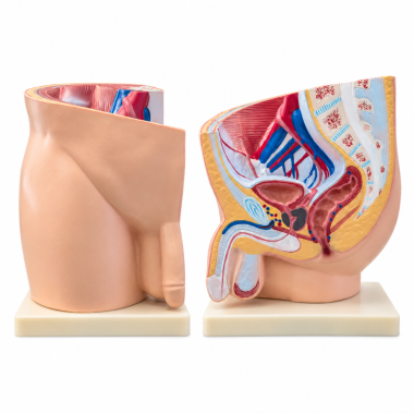 male-pelvis-anatomy-model-median-section-1-part