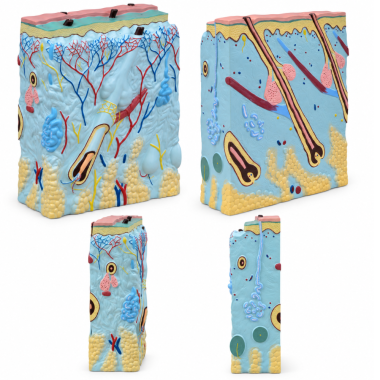 Human-Skin-Cross-Section-Model-105x-Enlarged