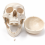 human-skull-model-life-size-premium-with-removable-teeth