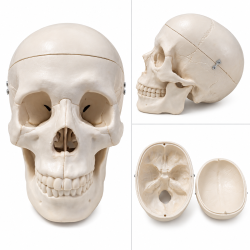 Human Skull Model - Life-Size with Movable Jaw