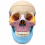 Human-Skull-Model-Color-Coded-Bones-Life-Size-3-Parts