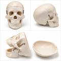 human-skull-model-miniature-with-removable-skullcap