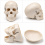 human-skull-model-miniature-with-removable-skullcap