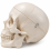 human-skull-model-life-size-with-movable-jaw